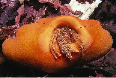 口碑扑街 《沙赞2》导演表示目前不会再碰超英电影